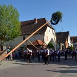 Maibaum 2019